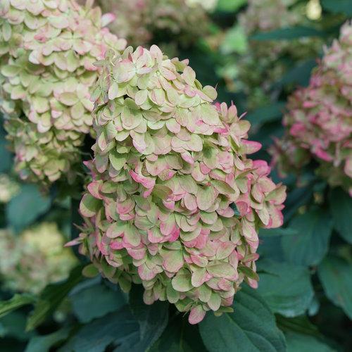 Proven Winners® Limelight Prime® Hydrangea