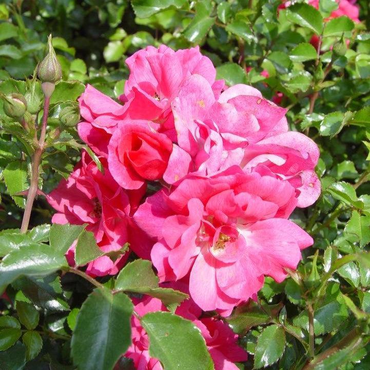 Flower Carpet® Pink Rose