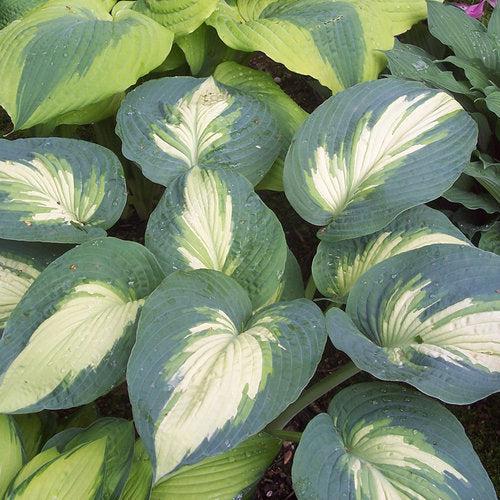 PW® Shadowland® Hudson Bay Hosta