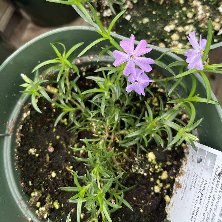 Emerald Blue Creeping Phlox