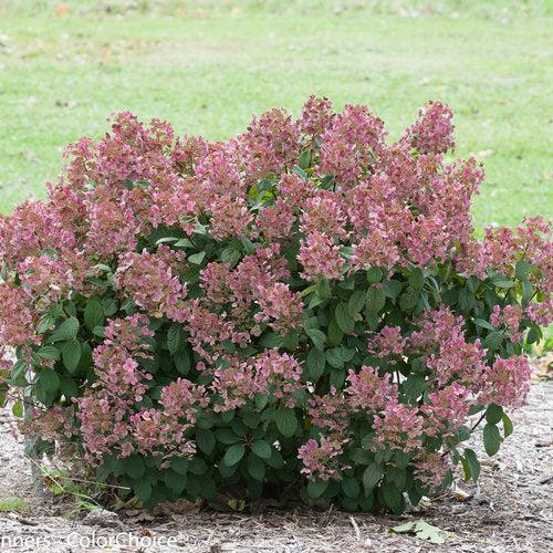 Little Quick Fire® Hydrangea