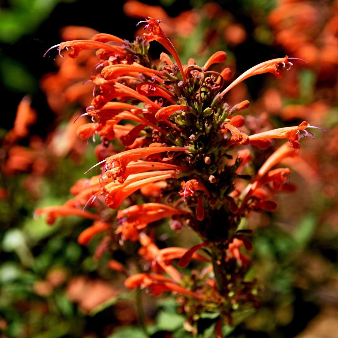 Kudos™ Mandarin Hummingbird Mint, Hyssop