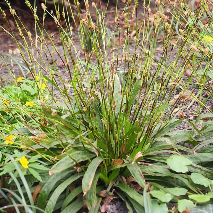 Carex plantaginea  - Seersucker Sedge