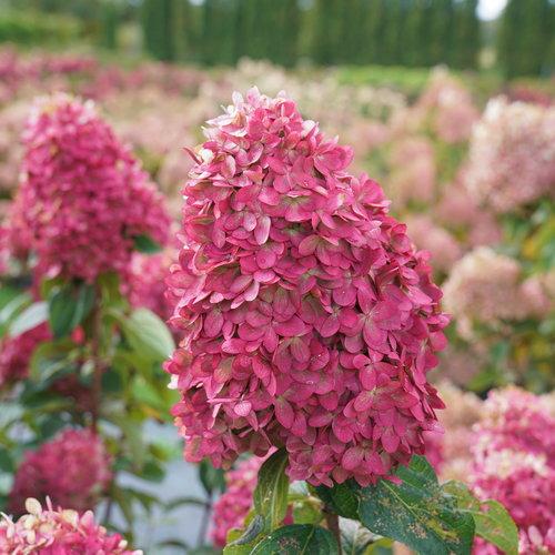Proven Winners® Limelight Prime® Hydrangea