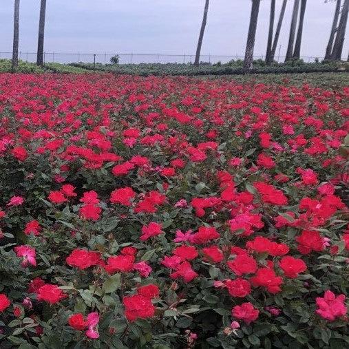 Knock Out® Shrub Rose, Red