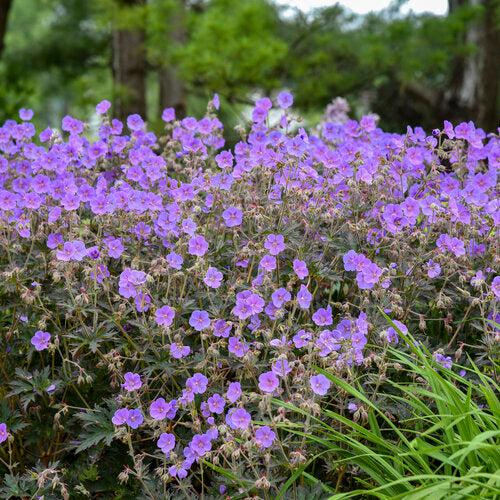 Boom Chocolatta Cranesbill