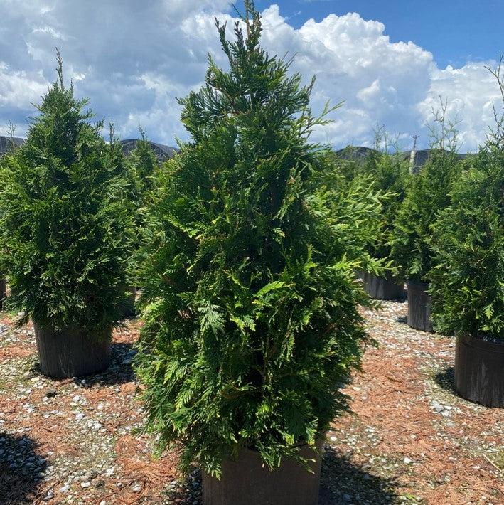 Green Giant Arborvitae