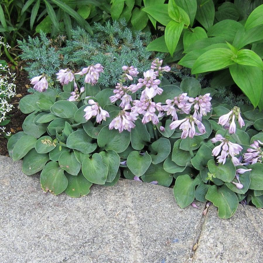 Blue Mouse Ears Hosta
