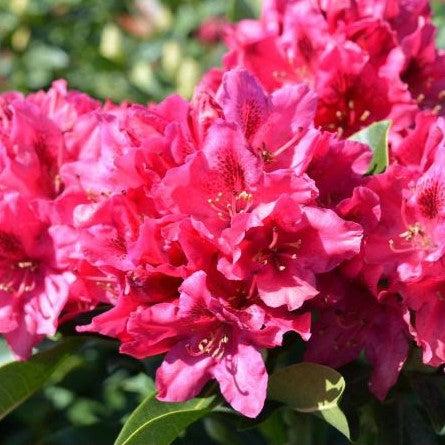 Nova Zembla Rhododendron