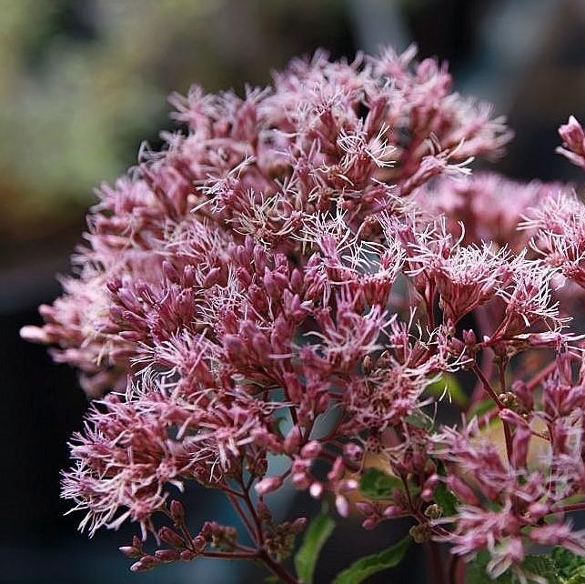 Eutrochium maculatum 'Gateway'  - Gateway Joe Pye Weed