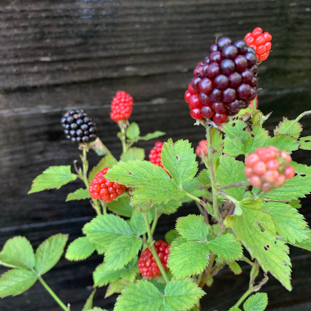 Bushel and Berry® Baby Cakes® Thornless Blackberry