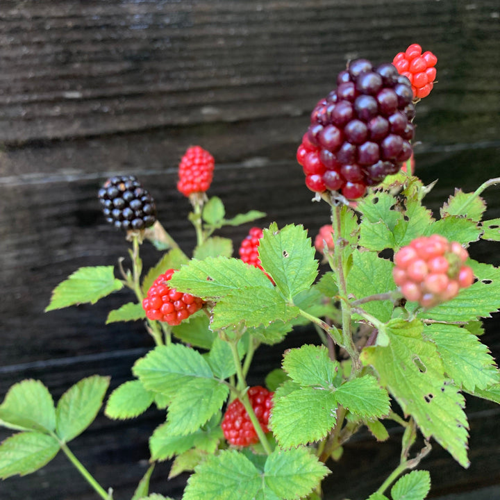 Bushel and Berry® Baby Cakes® Thornless Blackberry