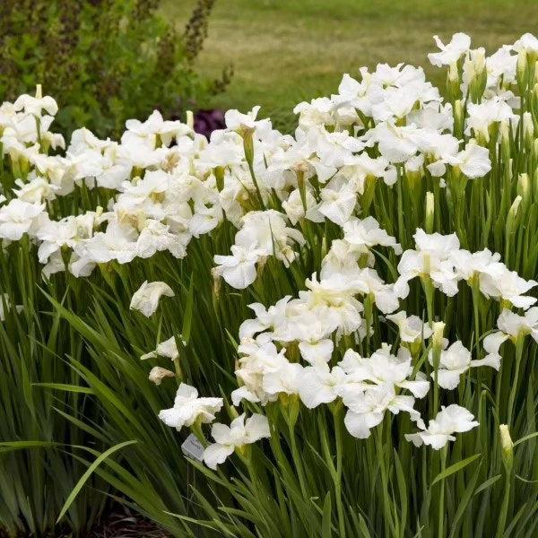 Swans In Flight Siberian Iris