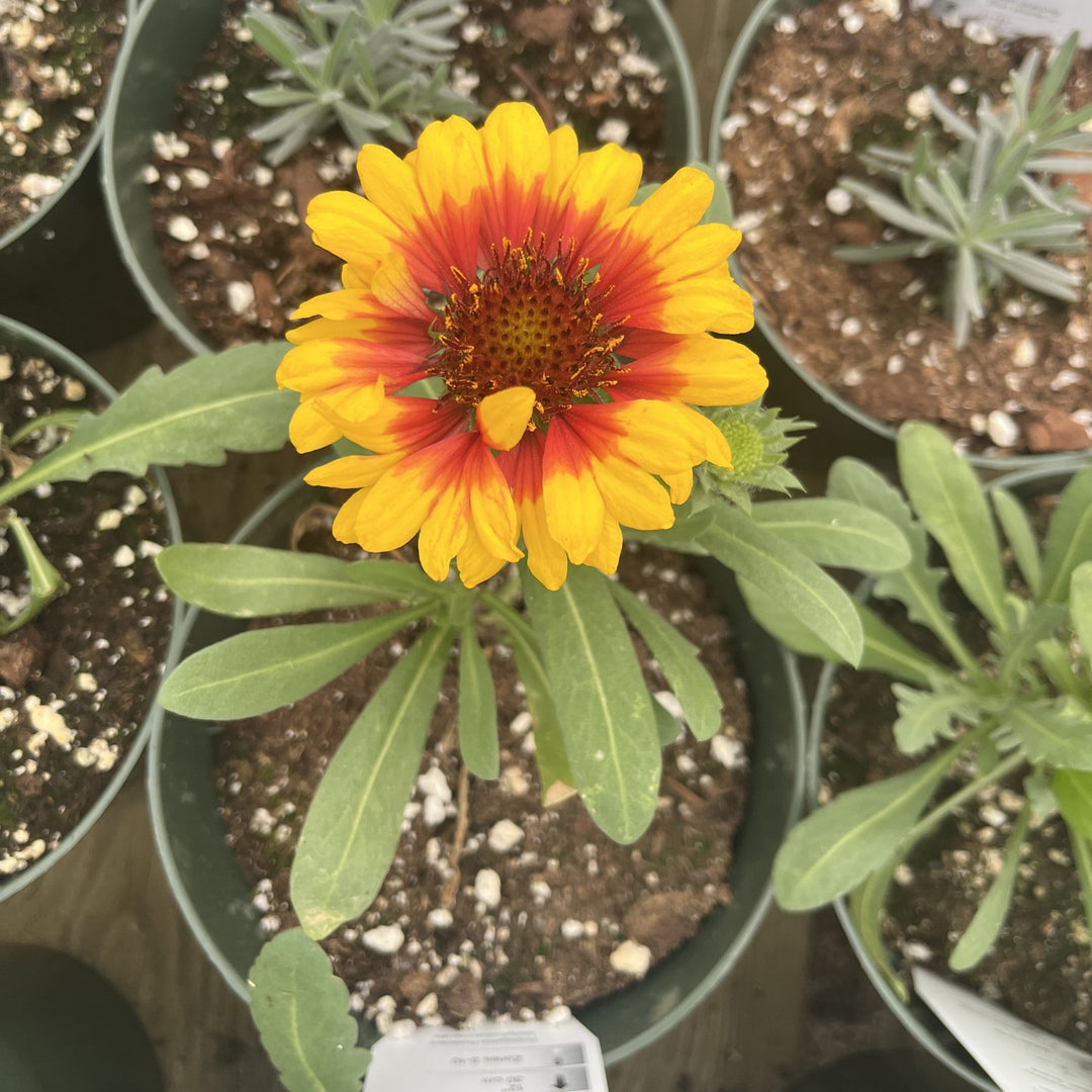Gaillardia aristata 'Spintop Red Starburst'  - Spintop™ Red Starburst Blanket Flower