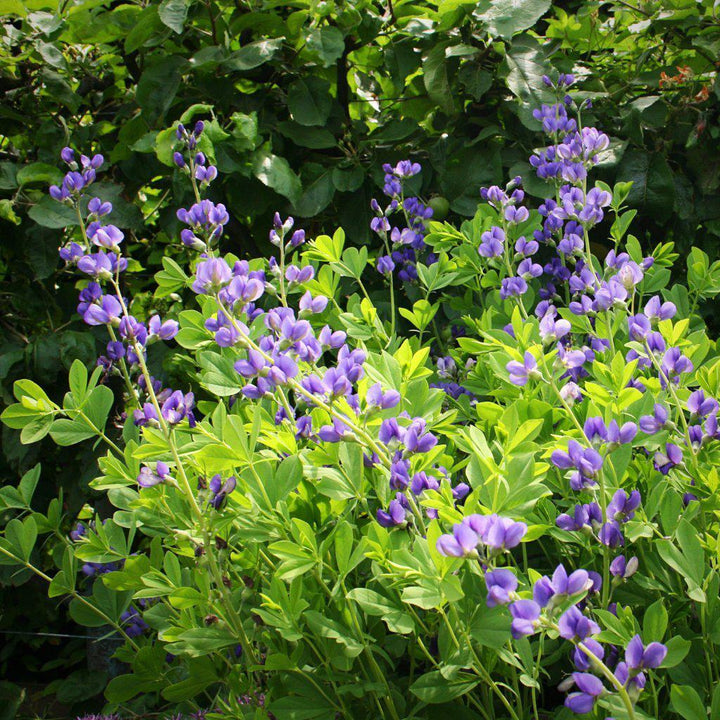 Blue False Indigo