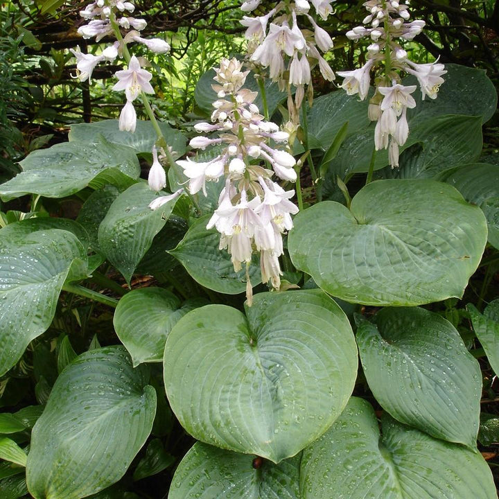 Elegans Hosta