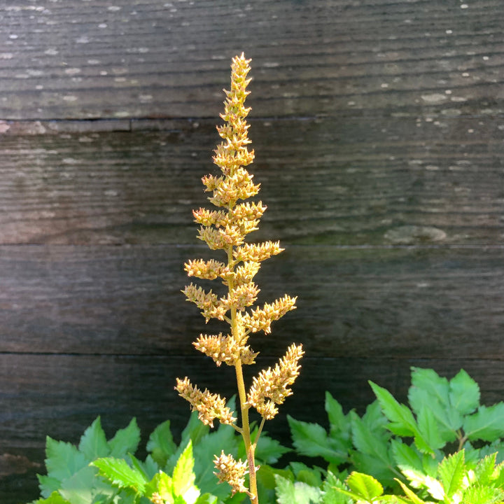 Visions Chinese Astilbe, False Goat's Beard