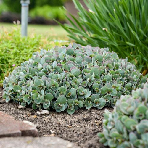 Rock 'N Round™ Popstar Stonecrop