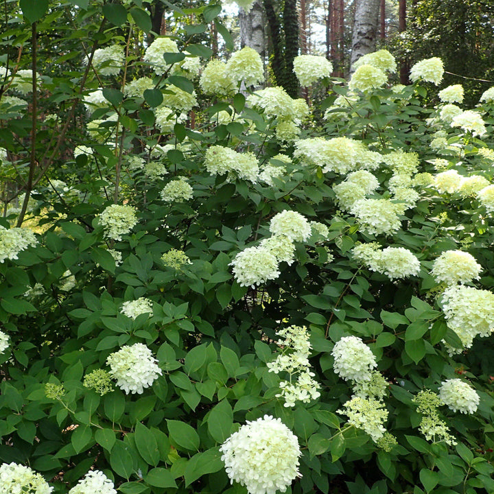 Proven Winners® Limelight® Hydrangea
