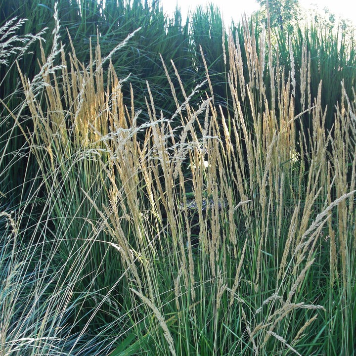 Calamagrostis x acutiflora 'Avalanche'  - Avalanche Feather Reed Grass