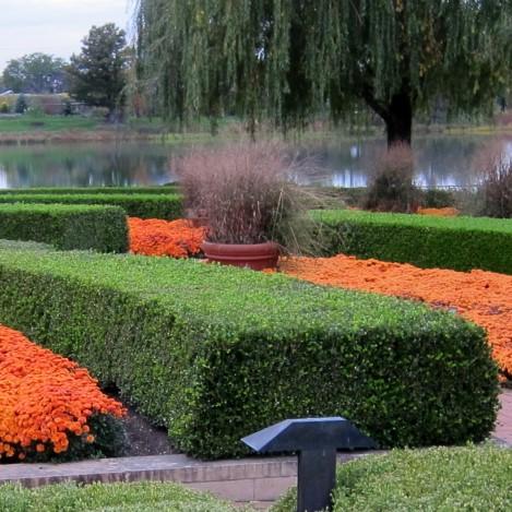 Winter Gem Boxwood