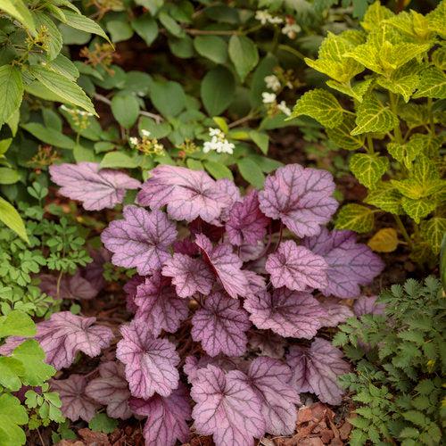 Primo® Wild Rose Heuchera