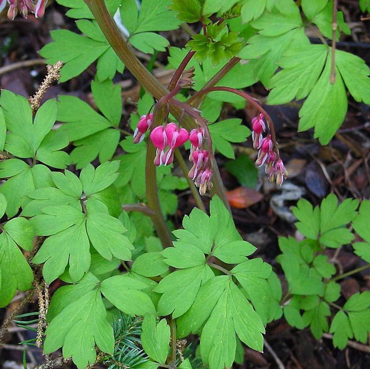 Asian Bleeding Heart