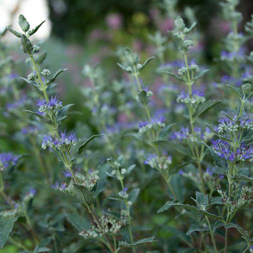 Beyond Midnight® Bluebeard