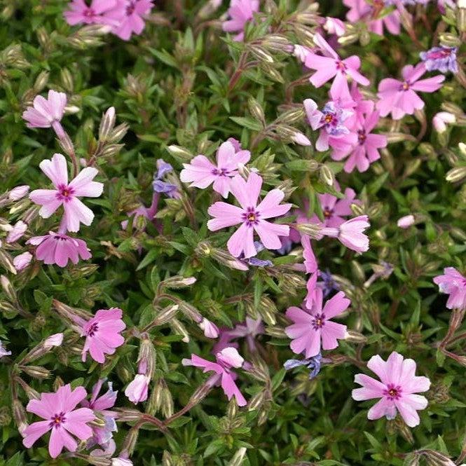 Fort Hill Creeping Phlox