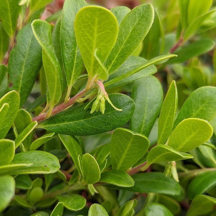 Massachusetts Bearberry