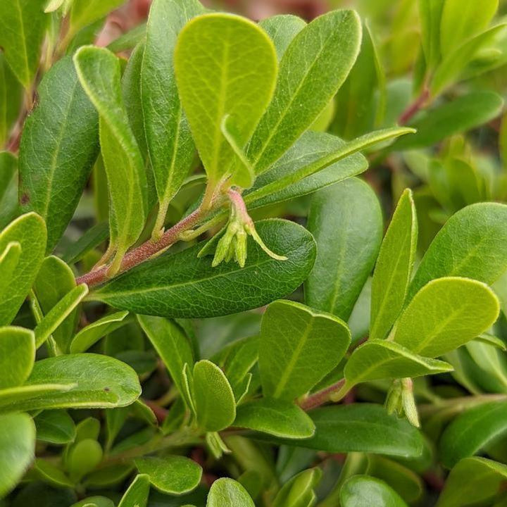 Massachusetts Bearberry