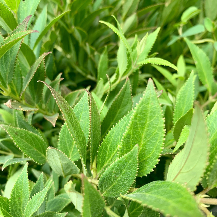 Dwarf Nikko Deutzia