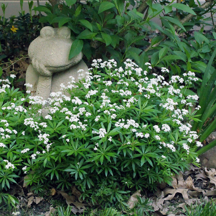 Sweet Woodruff