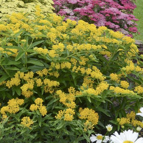 Hello Yellow Butterfly Weed