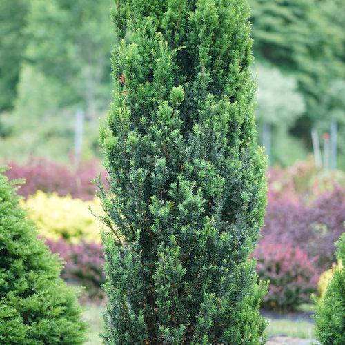 Stonehenge® Yew