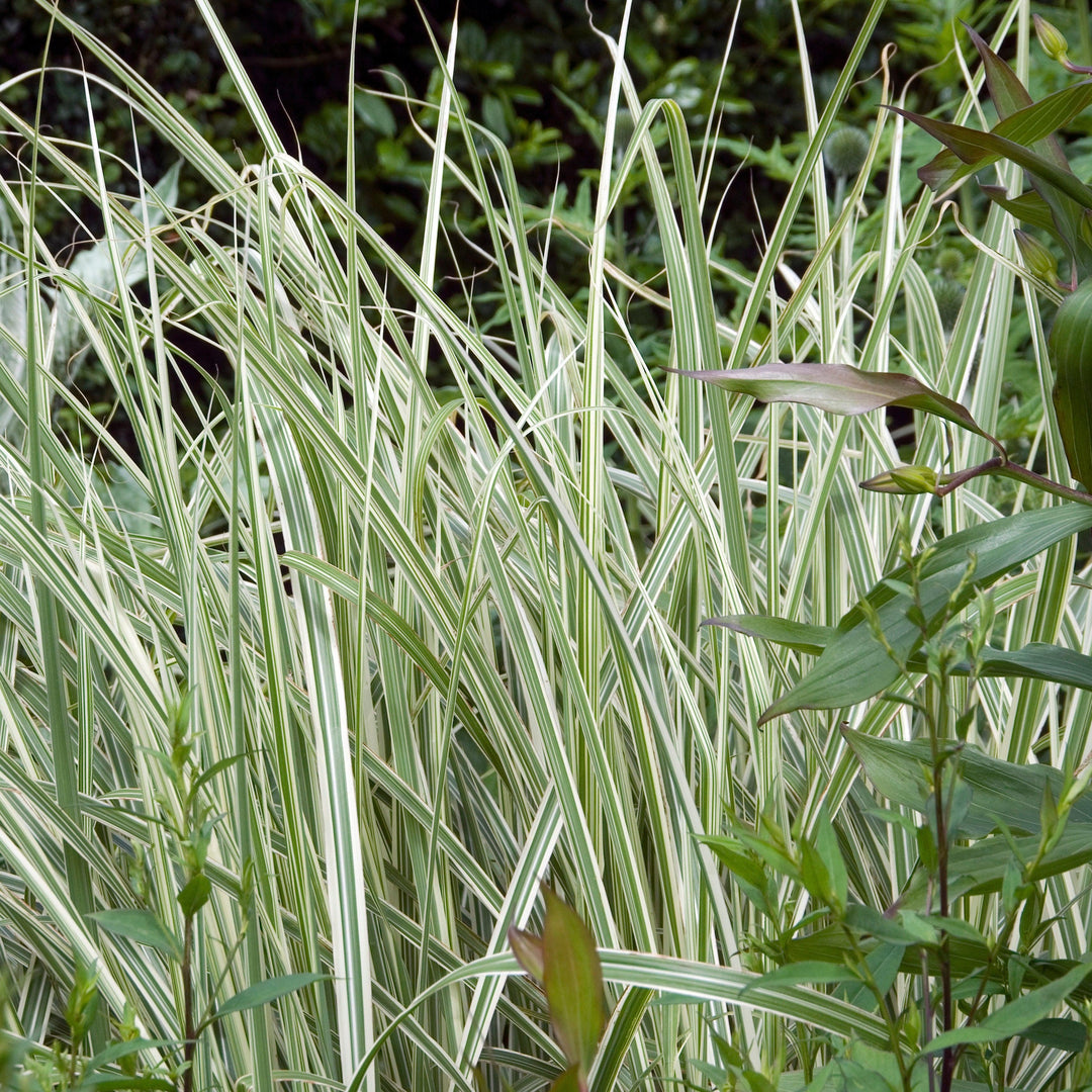 Miscanthus sinensis 'Rigoletto'  - Rigoletto Maiden Grass