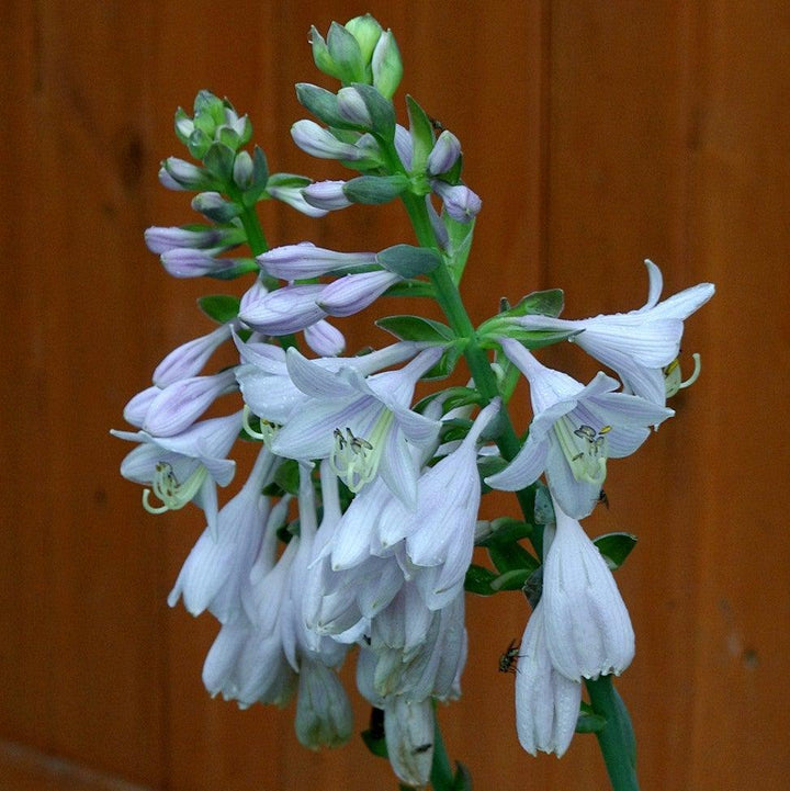 Frances Williams Hosta