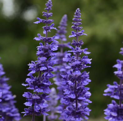 12" TP Salvia Patio Pot - Mystic Spires