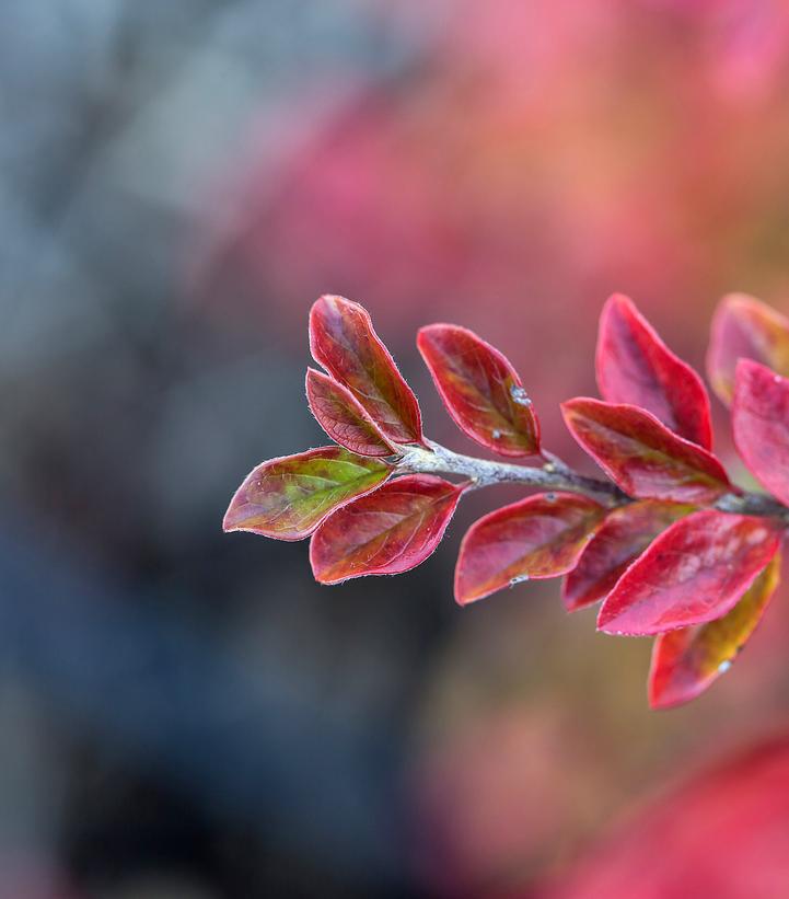 3G Cotoneaster X `Autumn Inferno` - 1014550