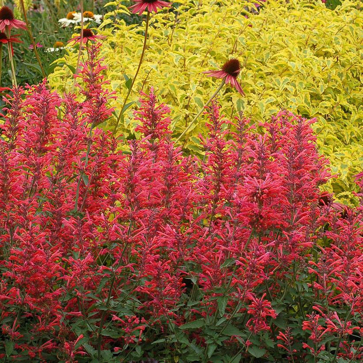 1G Agastache 'Kudos Coral' - Dwarf Hummingbird Mint - 1015278