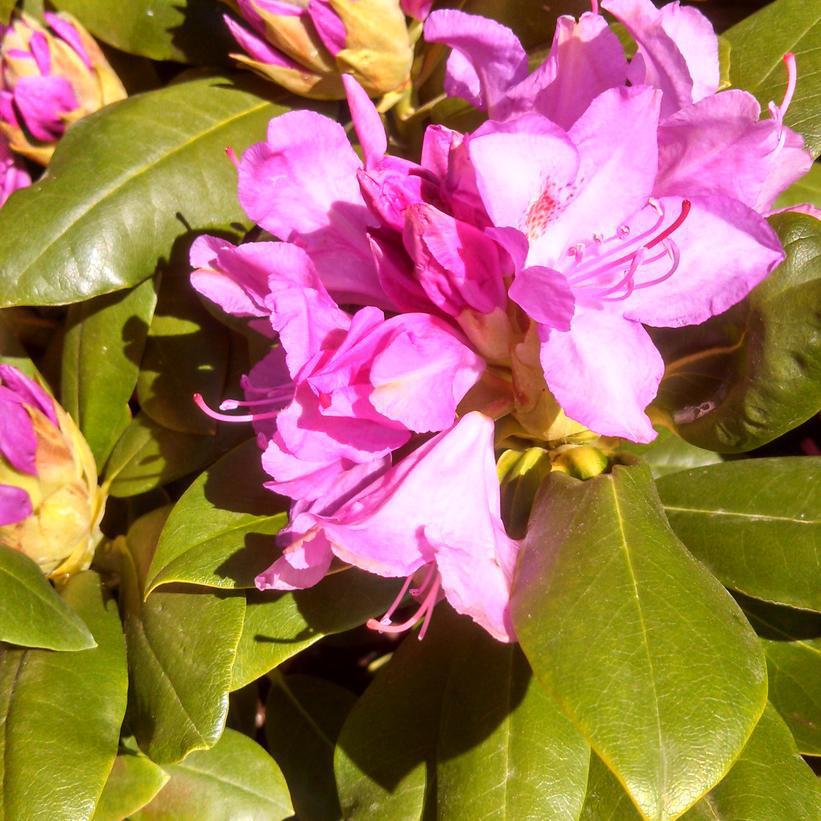 5G Rhododendron Cat. 'Roseum Elegans' - 1000104
