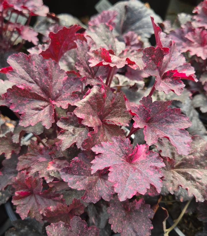 1G Heuchera Midnight Rose - Coralbells - 1015322