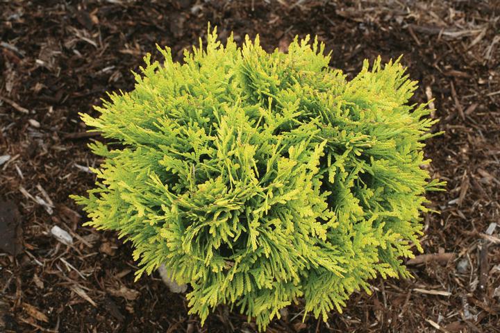 2G Thuja Occidentalis 'Anna's Magic Ball' - Arborvitae - 1005991
