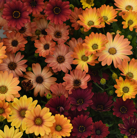 6.5" Osteospermum - African Daisies - Akila Sunset Shades