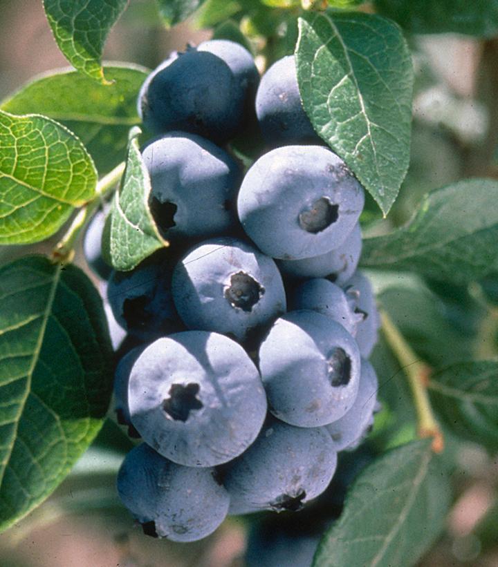 2G Vaccinium X 'Chandler' - Highbush Blueberry Bush - 1002282