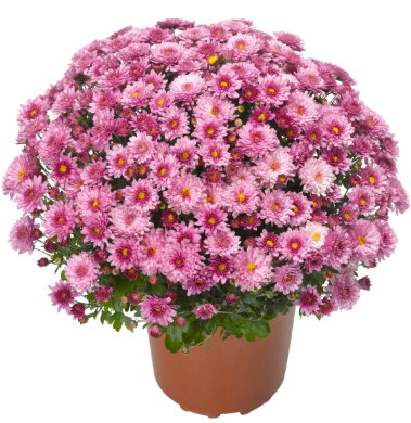 6" Mum - Chelsey Pink