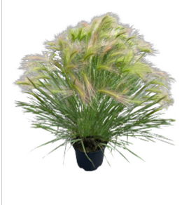 2G Hordeum Jubatam "Ricky" Squirrel Tail Grass