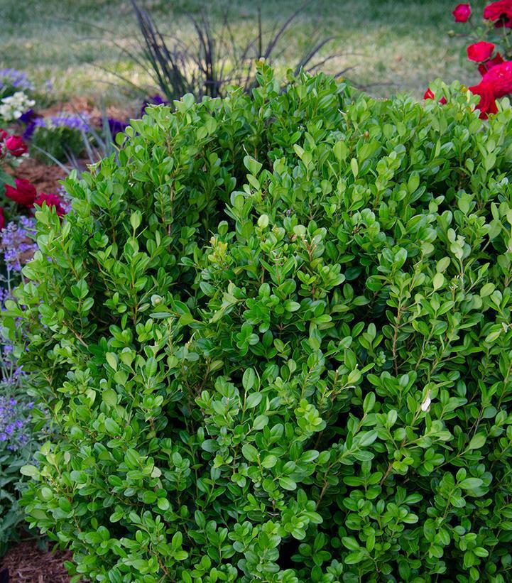 3G Buxus NewGen 'Freedom'  Boxwood 1012235