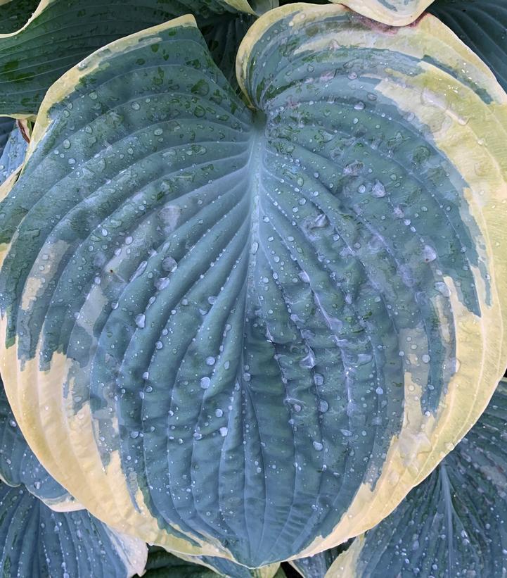 1G Hosta - Shadowland Gigantosaurus