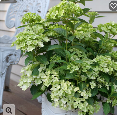 1G PW Cascade Hydrangea - Fairytrail Series